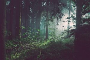 Mehr über den Artikel erfahren Waldferien 2024